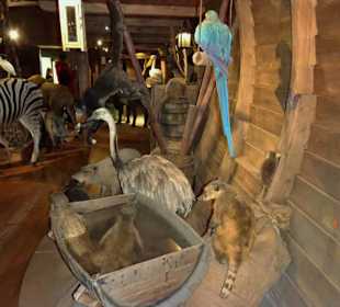 In der "Arche Noah" des Naturkundemuseums