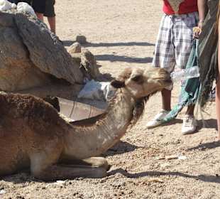 Beduinen Kamel
