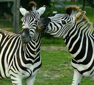 Zebras aus dem Vogel- und Tierpark Irgenöd