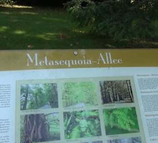 Metasequoie-Allee