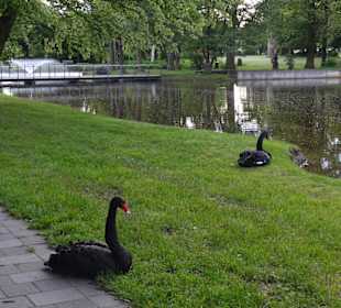 Schwanenweiher