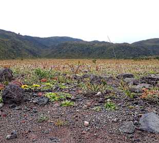 Cotopaxi Nationalpark