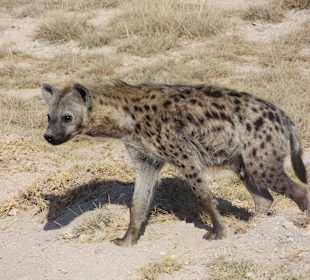 Tüpfelhyäne