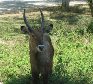 В зоопарке Бали