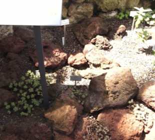 Botanischer Garten der Universität Zürich