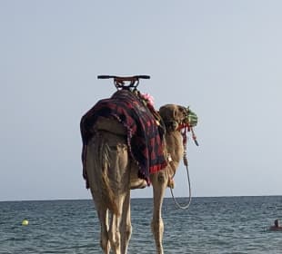 Kamelreiten Hammamet