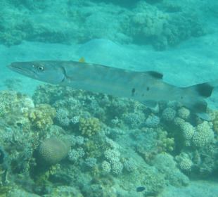 Baracuda