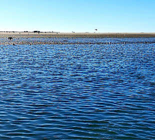 Bootstour Ria Formosa