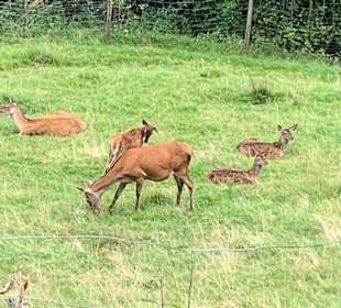 undwanderweg Baiersbronn