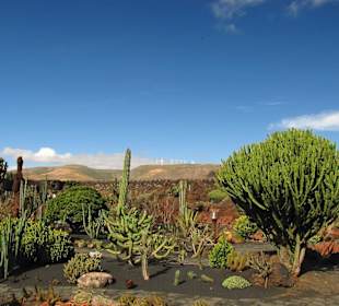 Jardin de Cactus