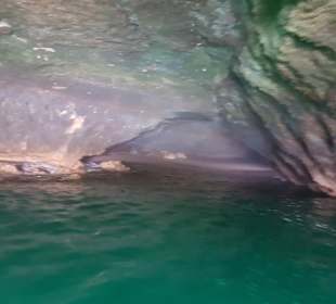 Taruga Benagil Tours 