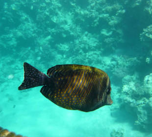 Bewohner des Hausriffs