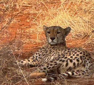 Gepard 