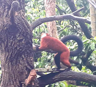 Singapur Zoo