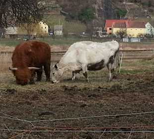 Kühe