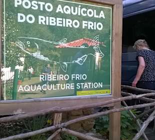 Levadas in Ribeiro Frio