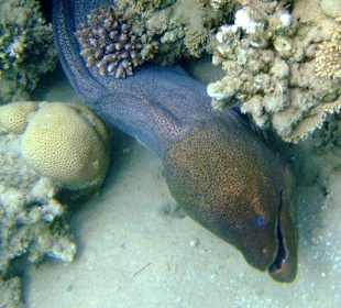 Beim Schnorcheln entdeckt