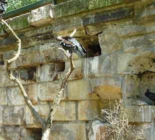 Waldrapp