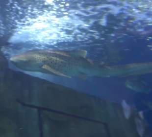 National Aquarium Malta