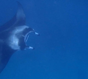 Manta