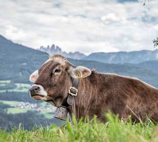 Wandern Bressanone / Brixen