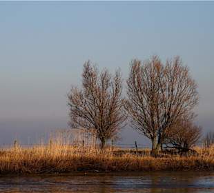 Landschaft an der Elbe bei Wischhafen