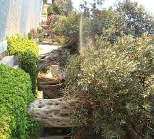 Oliwki przy promenadzie nad morzem