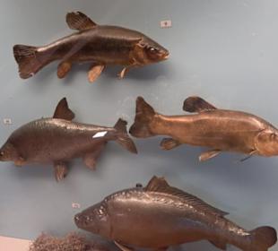 Natur- und Jagdmuseum