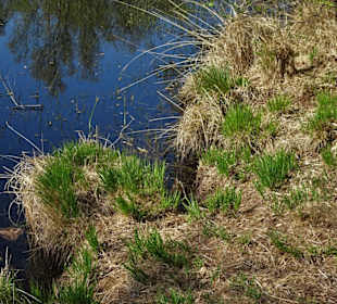 Impressionen aus der Gellener Torfmöörte