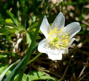 Frühling in den Bergen 