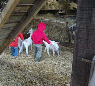 Ziegenfarm - Paradies für Kinder