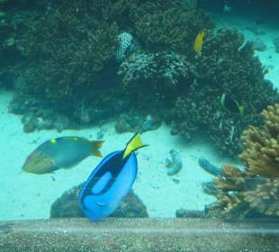 Fische