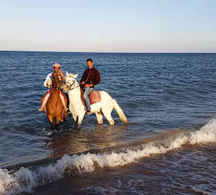 Reiten im Meer