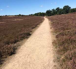 Heide pur