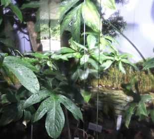 Botanischer Garten der Universität Zürich