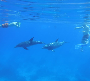 Delfine und Menschen