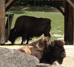 Tierpark Hellabrunn