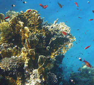 Farbenpracht im Roten Meer