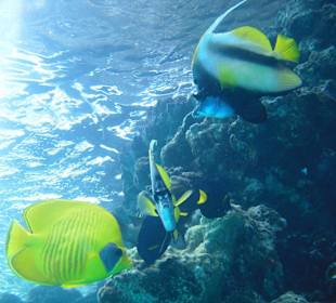 Direkt an der Stegleiter für Schnorchler