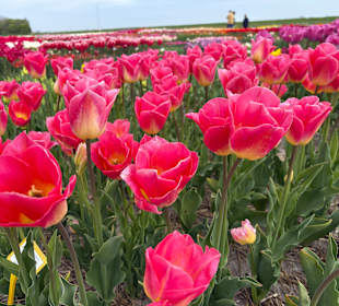 Floratuin Julianadorp