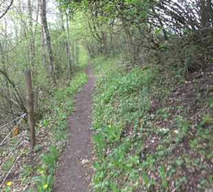 Premiumwanderweg Hochgebürzelt