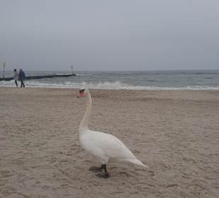 Strand Kolberg/Kolobrzeg