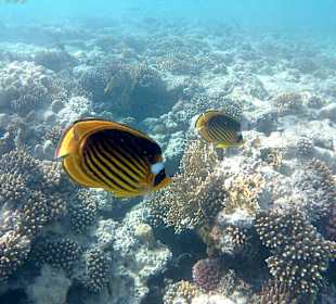 Schnorcheln Makadi Bay