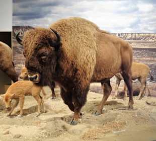 Rundgang durch die Indianer-Ausstellung