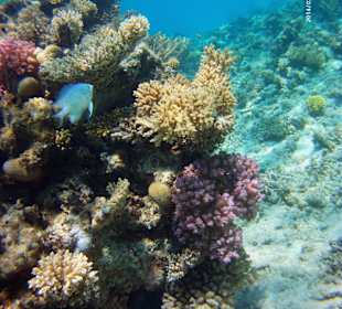 Traumhafte Riffe 