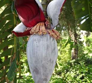 Rundgang durch den Botanischen Garten Cagliari