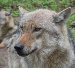 Wolfcenter