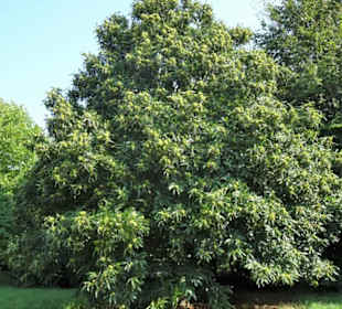 Impressionen aus dem Arboretum Wildeshausen
