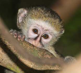 Süßes Äffchen - Victoria Falls