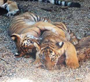Смотреть на игры тигрят в живую это фантастика